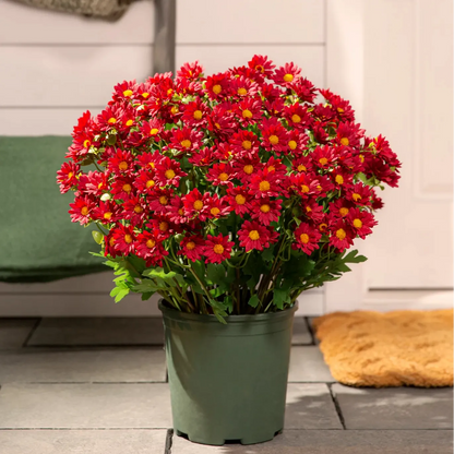 Artificial Outdoor Mums Flowers - UV resistant, Waterproof, Windproof🌼