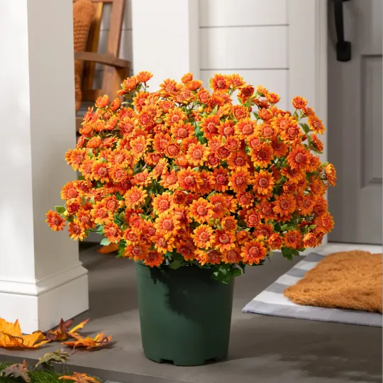 Artificial Outdoor Mums Flowers - UV resistant, Waterproof, Windproof🌼